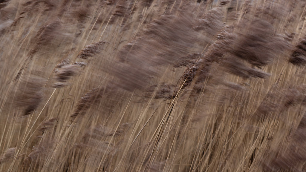 Grasses in the Wind